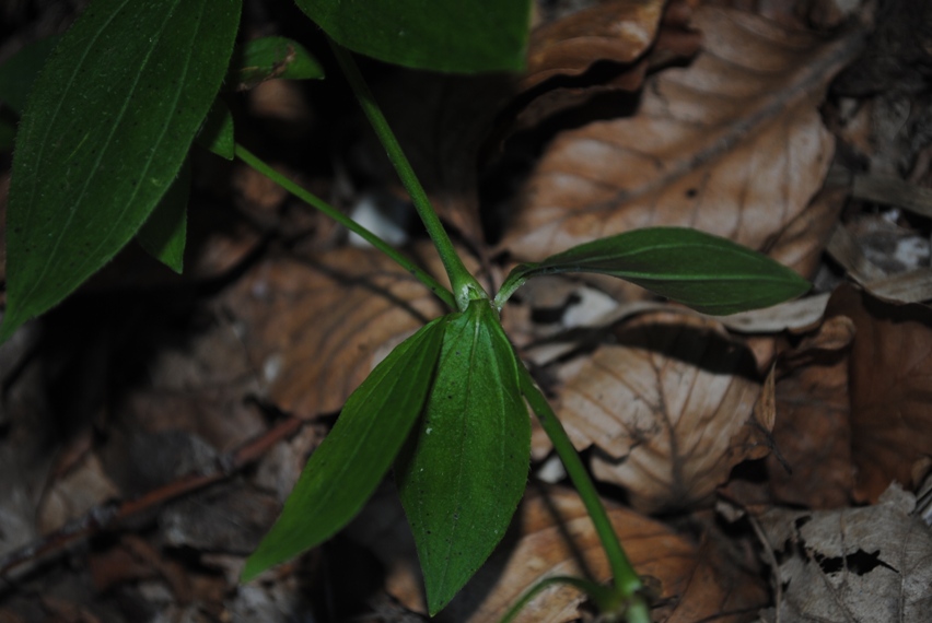 Asperula taurina