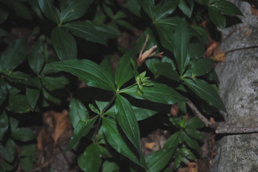 Asperula taurina