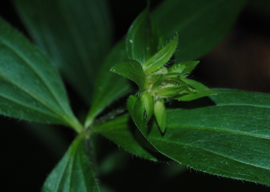 Asperula taurina