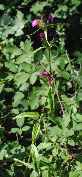 Dianthus barbatus / Garofano barbato