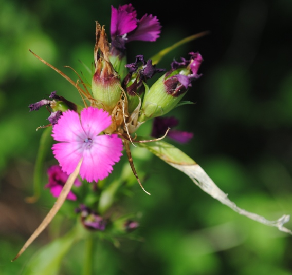 Dianthus barbatus / Garofano barbato