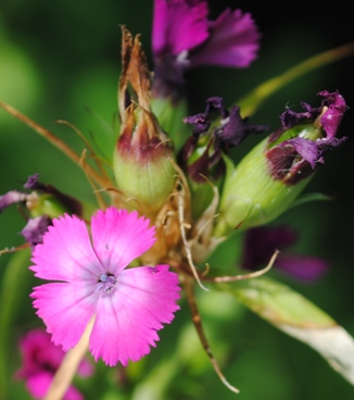 Dianthus barbatus / Garofano barbato