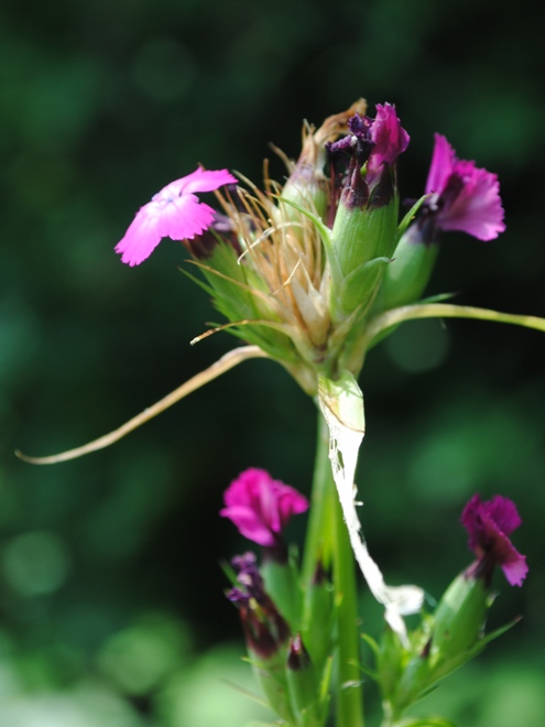 Dianthus barbatus / Garofano barbato