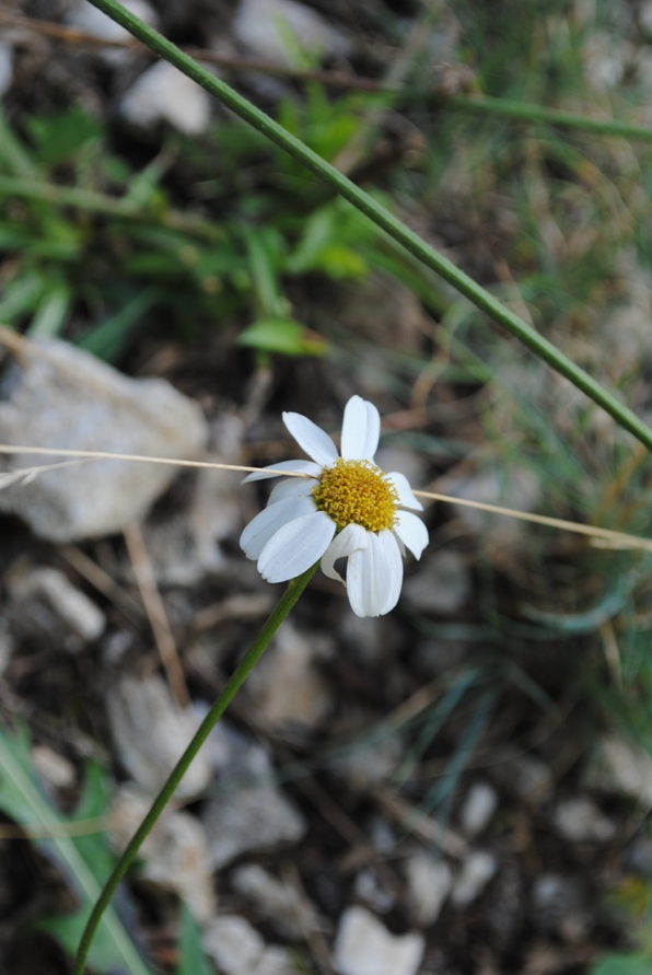 Anthemis?