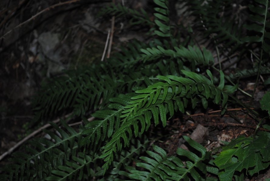 Polypodium interjectum