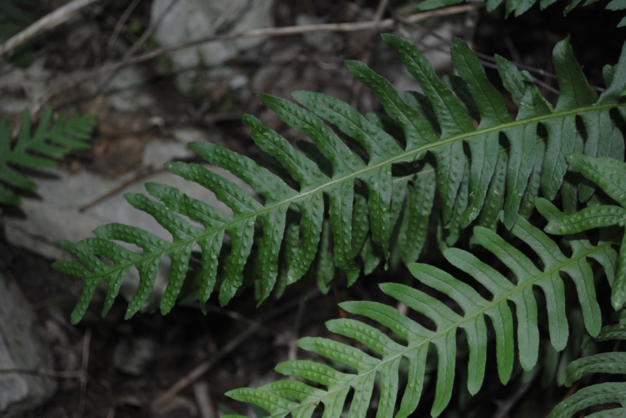 Polypodium interjectum