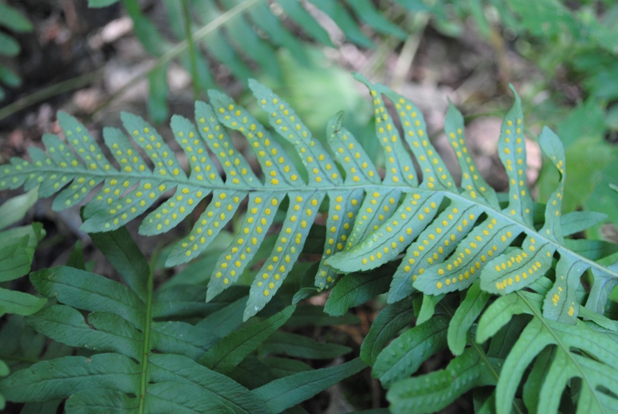 Polypodium interjectum