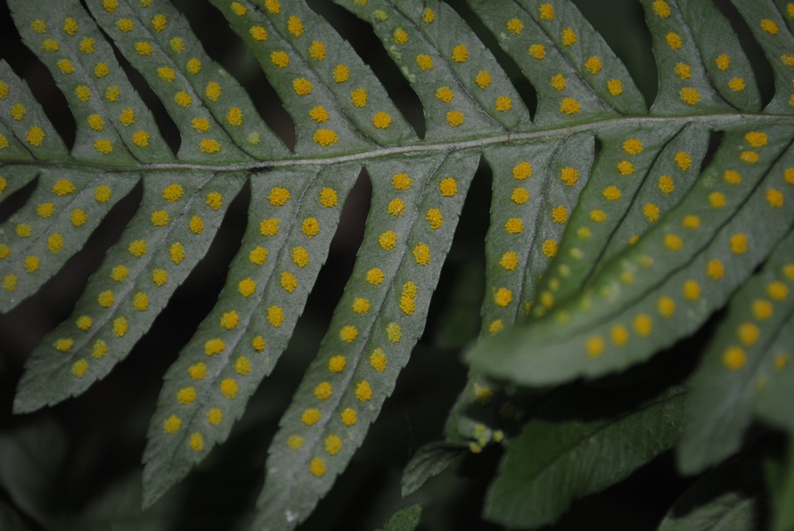 Polypodium interjectum