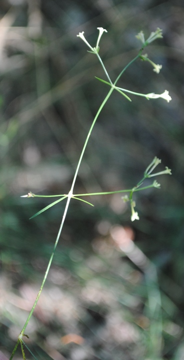 Asperula aristata s.l.