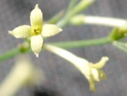 Asperula aristata s.l.