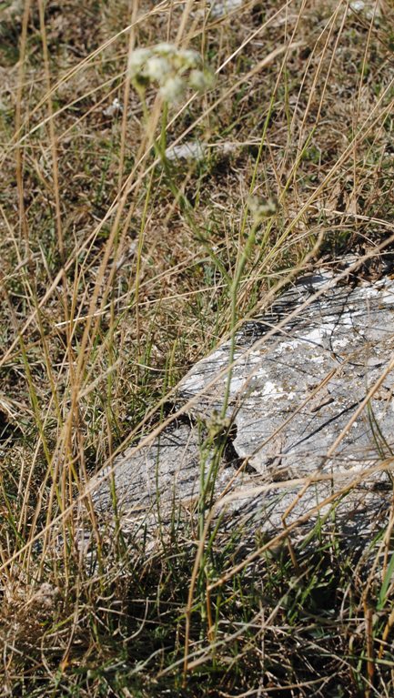 Seseli montanum / Finocchiella abrotanina