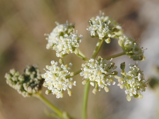 Seseli montanum / Finocchiella abrotanina