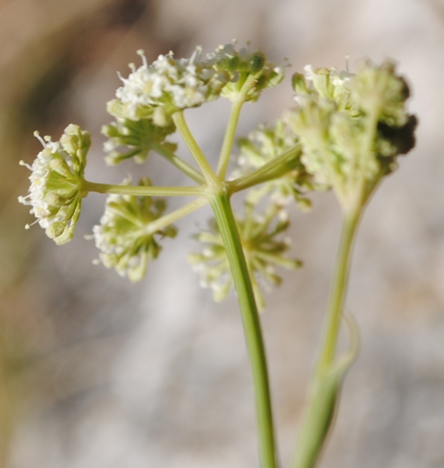 Seseli montanum / Finocchiella abrotanina