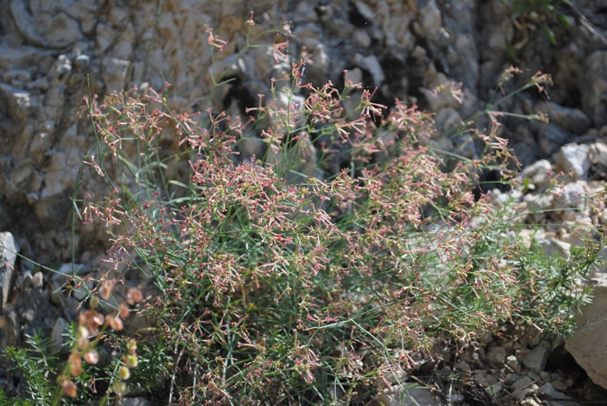 Asperula aristata / Stellina aristata