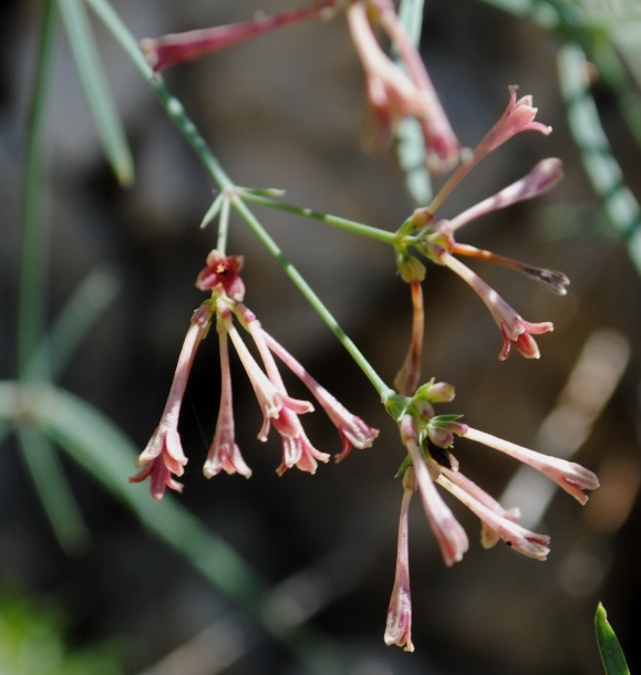 Asperula aristata / Stellina aristata