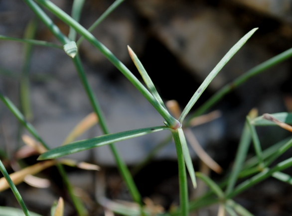 Asperula aristata / Stellina aristata