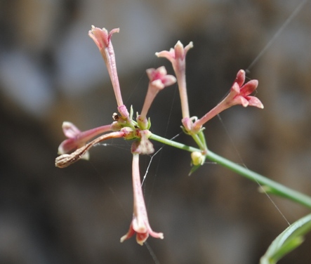 Asperula aristata / Stellina aristata