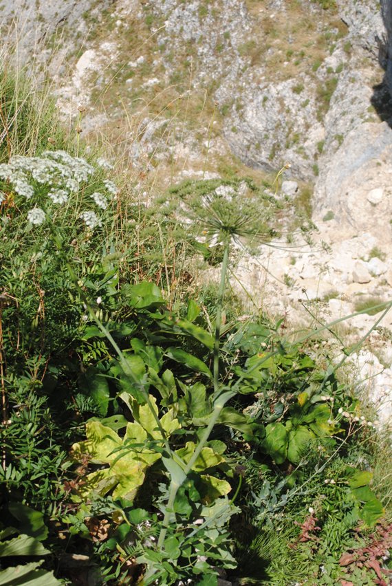 Laserpitium latifolium / Laserpizio erba nocitola