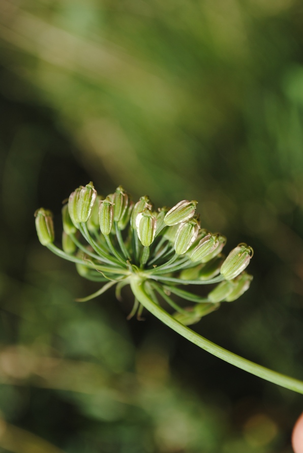 Laserpitium latifolium / Laserpizio erba nocitola