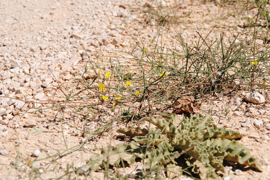 Lactuca? - Chondrilla juncea