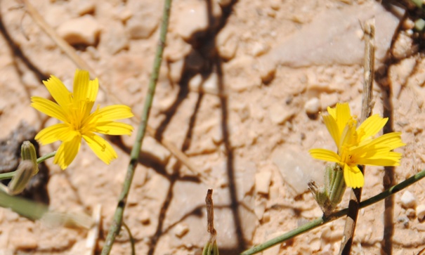 Lactuca? - Chondrilla juncea