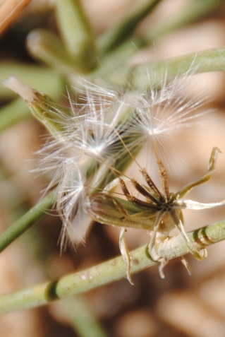 Lactuca? - Chondrilla juncea