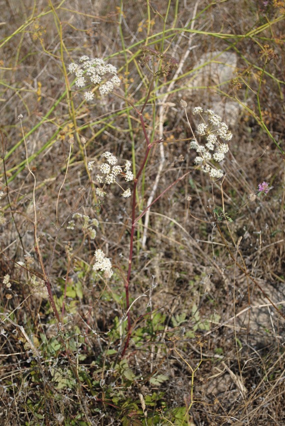 Cervaria rivini (= Peucedanum cervaria)