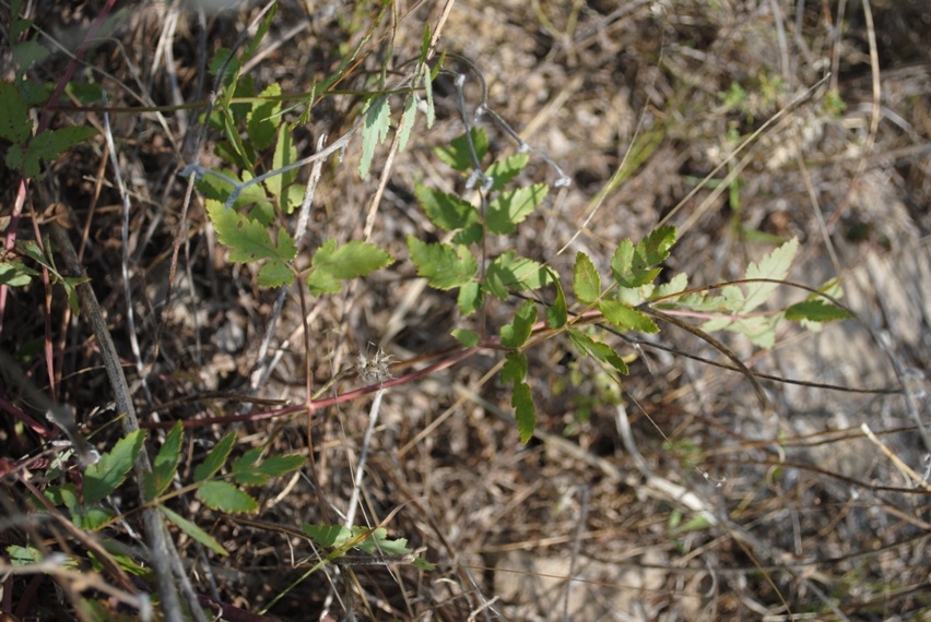 Cervaria rivini (= Peucedanum cervaria)