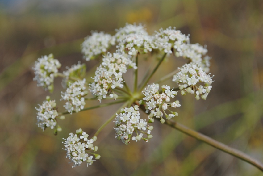 Cervaria rivini (= Peucedanum cervaria)