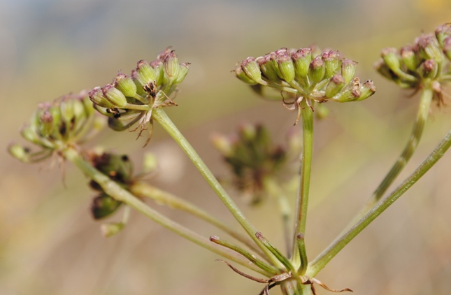 Cervaria rivini (= Peucedanum cervaria)