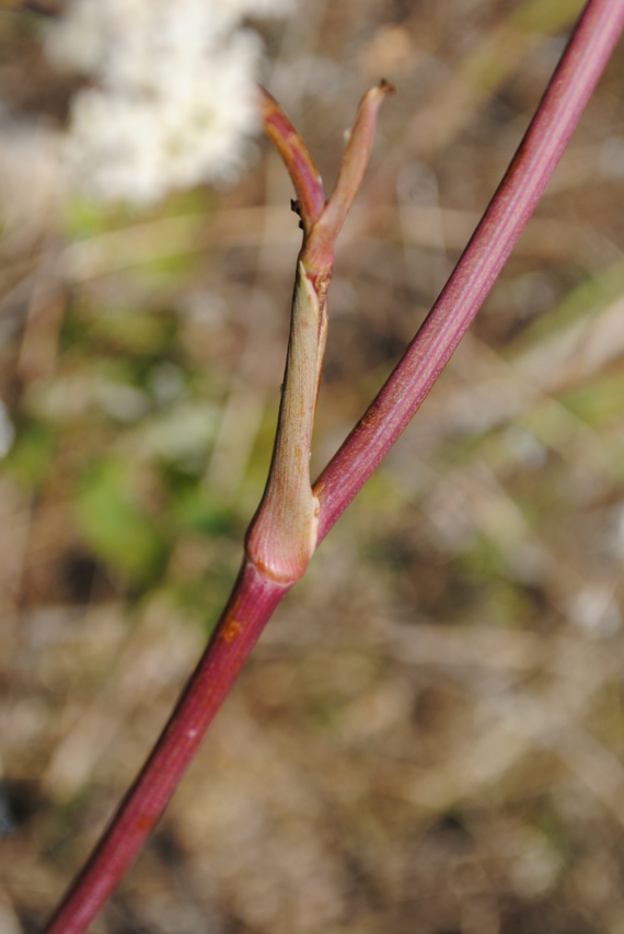 Cervaria rivini (= Peucedanum cervaria)