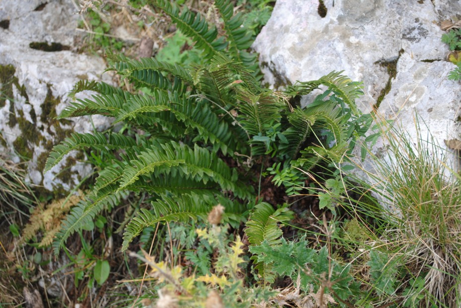 Polystichum lonchitis / Felce lonchite