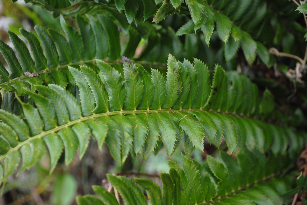 Polystichum lonchitis / Felce lonchite