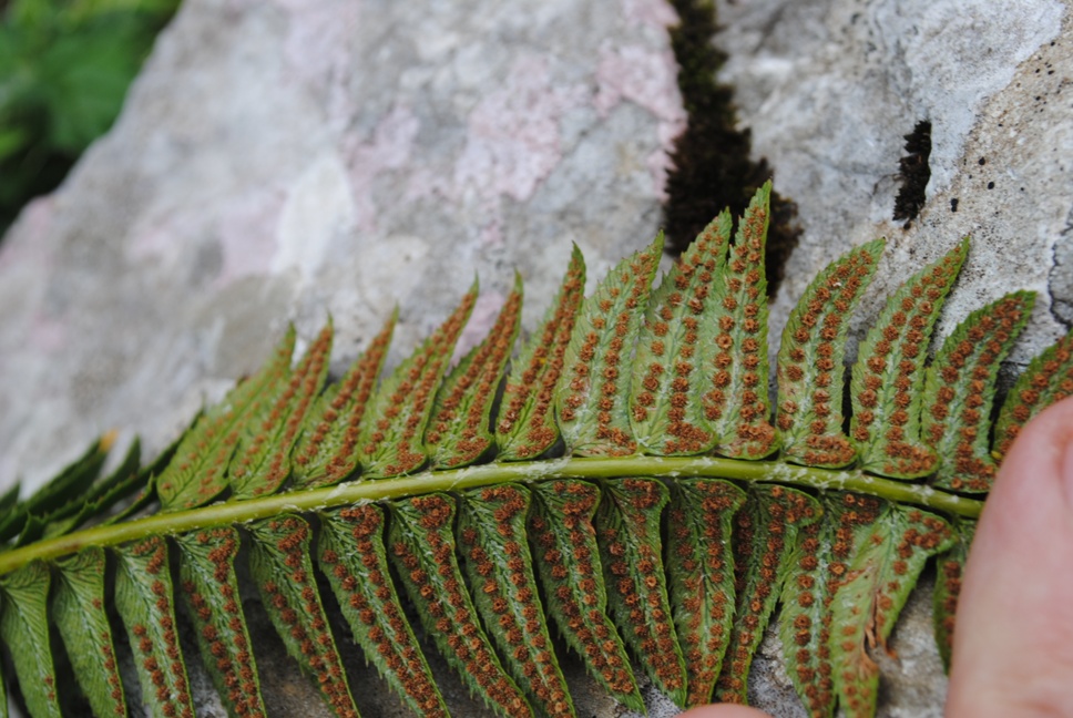 Polystichum lonchitis / Felce lonchite