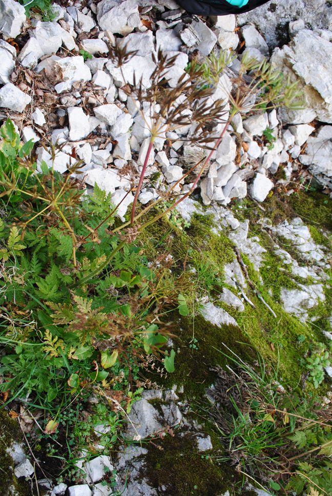 Chaerophyllum aureum / Cerfoglio bastardo