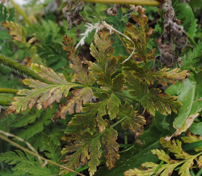 Chaerophyllum aureum / Cerfoglio bastardo