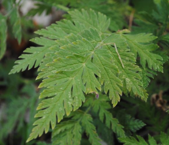 Chaerophyllum aureum / Cerfoglio bastardo