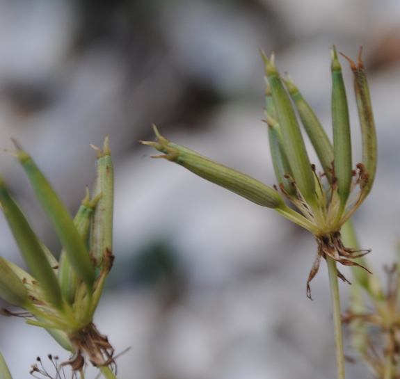 Chaerophyllum aureum / Cerfoglio bastardo