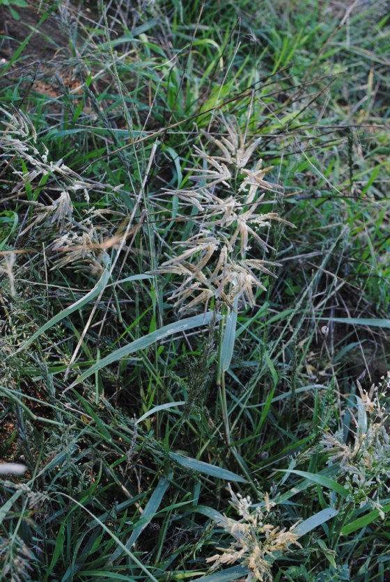 Eragrostis cilianensis