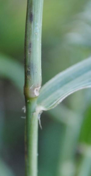 Eragrostis cilianensis