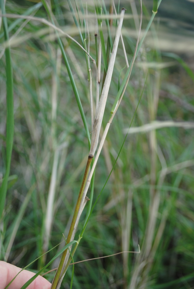 Oloptum thomasii (=Piptatherum miliaceum subsp. thomasii)
