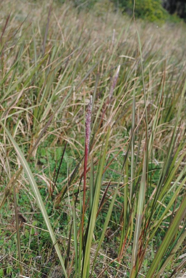 Imperata cylindrica