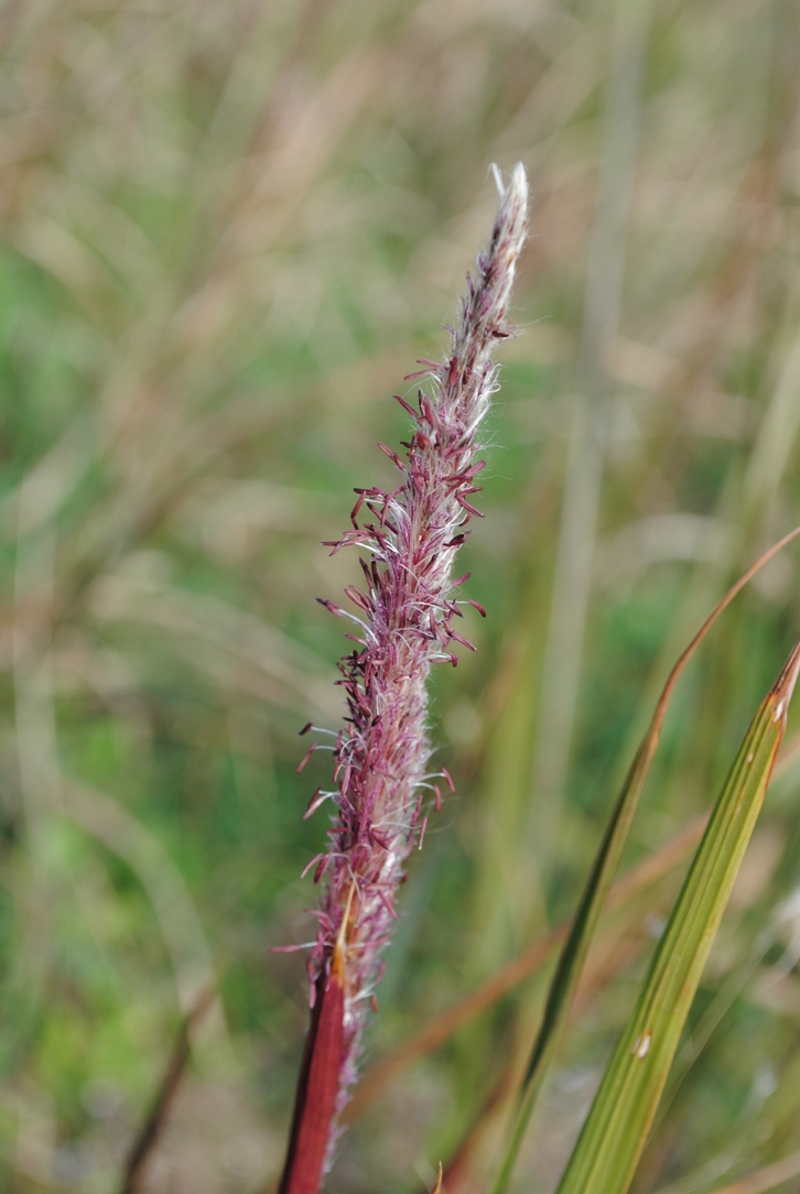 Imperata cylindrica