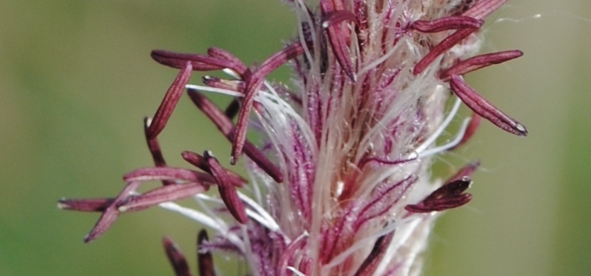 Imperata cylindrica