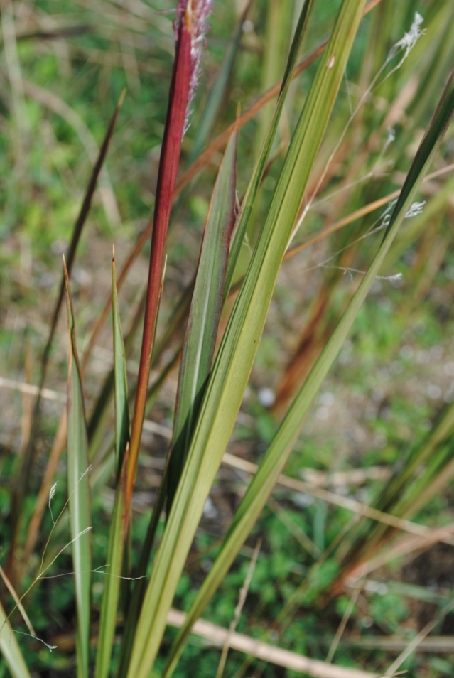 Imperata cylindrica