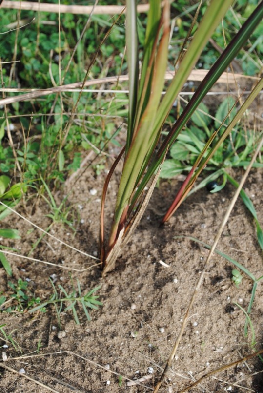 Imperata cylindrica