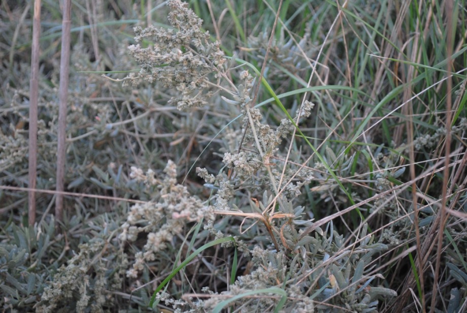 Atriplex portulacoides (=Halimione portulacoides)