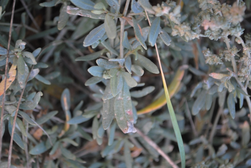 Atriplex portulacoides (=Halimione portulacoides)