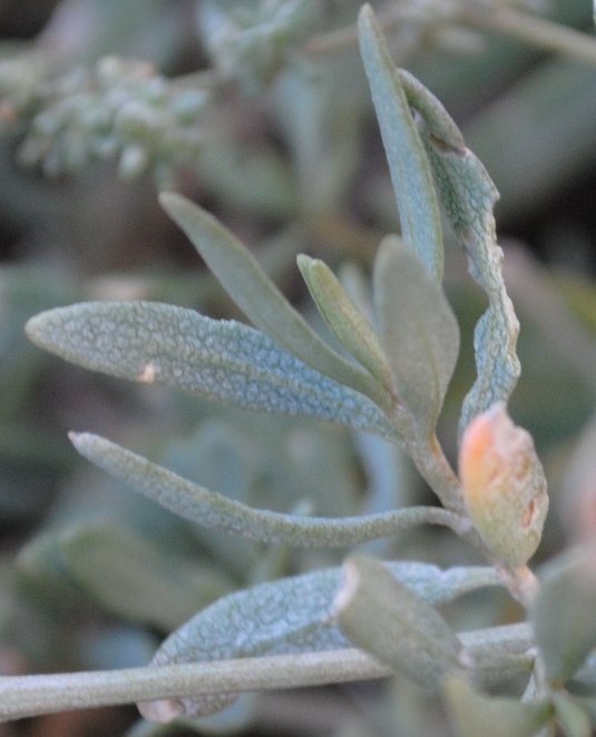 Atriplex portulacoides (=Halimione portulacoides)