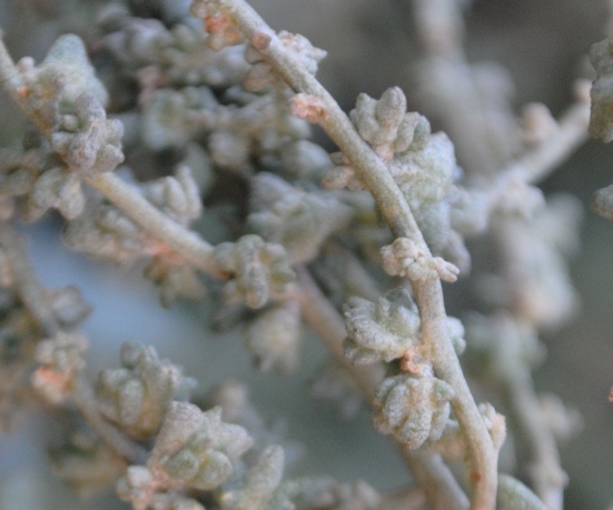 Atriplex portulacoides (=Halimione portulacoides)